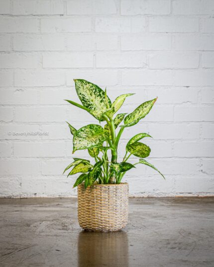 Green Gem - beverlyhillsflorist