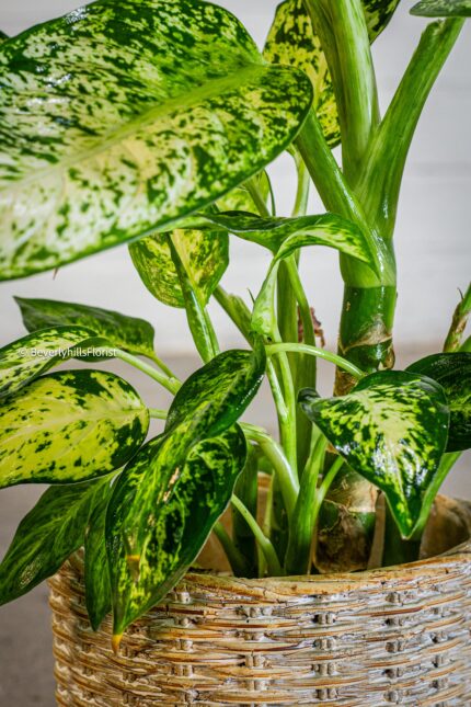 Green Gem - beverlyhillsflorist