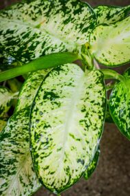 Green Gem - beverlyhillsflorist