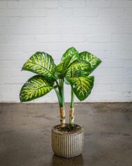 Green Gem - beverlyhillsflorist