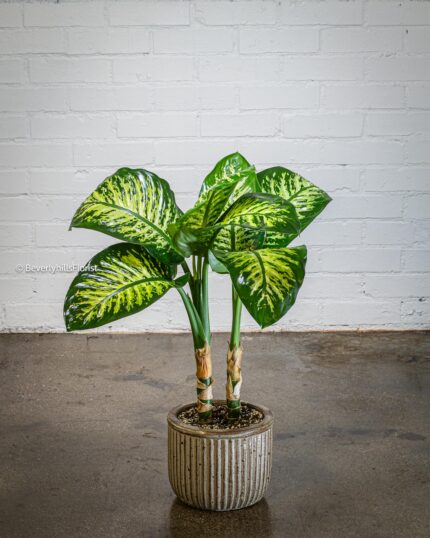 Green Gem - beverlyhillsflorist