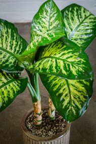 Green Gem - beverlyhillsflorist