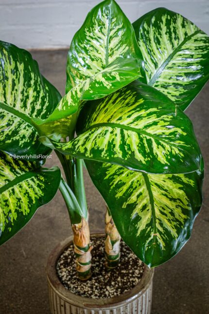 Green Gem - beverlyhillsflorist