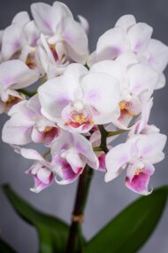 Step by Step - beverlyhillsflorist