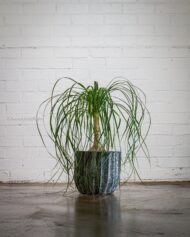 Ribbons - beverlyhillsflorist