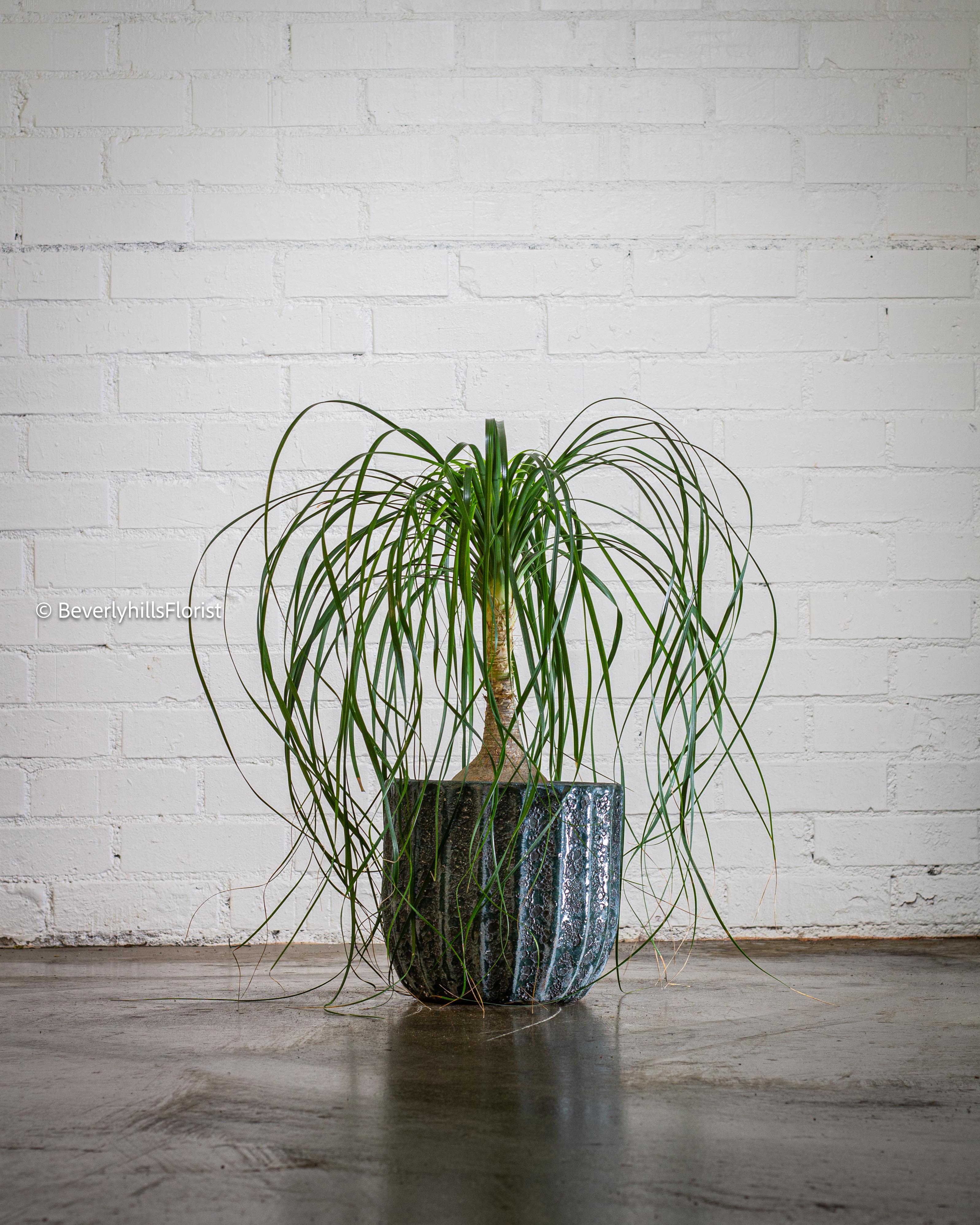 June8-Plants_Orchids_bouqets-8-1 Ribbons - beverlyhillsflorist