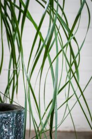 Ribbons - beverlyhillsflorist