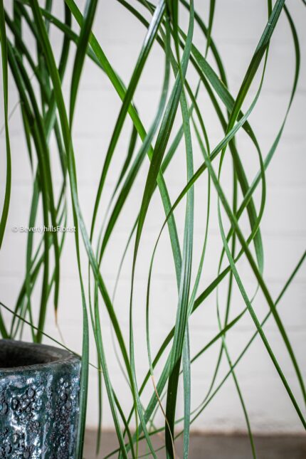 Ribbons - beverlyhillsflorist