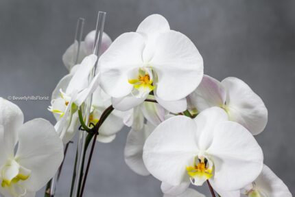 Golden Elegance - beverlyhillsflorist