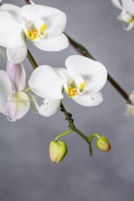 Golden Elegance - beverlyhillsflorist