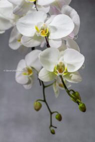 Golden Elegance - beverlyhillsflorist