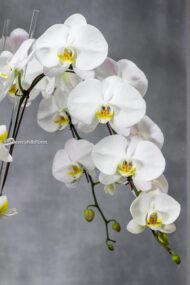 Golden Elegance - beverlyhillsflorist