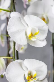 Golden Elegance - beverlyhillsflorist