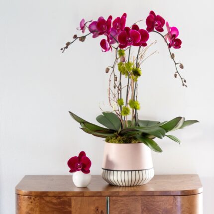 Beverly Hills Florist presents our Orchids for same day delivery ! With blooms just as radiant as an amethyst, this arrangement of 3 Phalaenopsis Butterfly Orchid plants in a white ceramic pot is perfect for any occasion! Birthday flowers, Thank you flowers, thinking of you flowers,