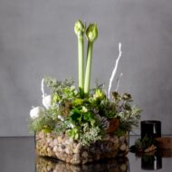 Whispers of Renewal: A New Year's Celebration with White Amaryllis and Hyacinth - beverlyhillsflorist