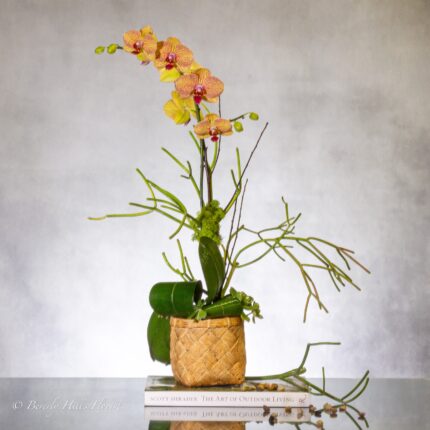 Truly Enlightening Orchids - beverlyhillsflorist