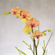 Truly Enlightening Orchids - beverlyhillsflorist