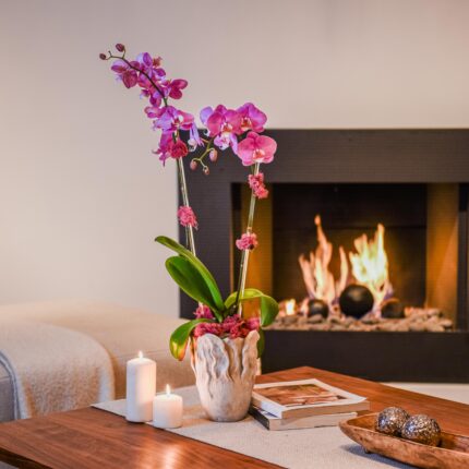 Rosy Glow Orchid - beverlyhillsflorist