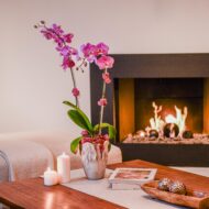 Rosy Glow Orchid - beverlyhillsflorist