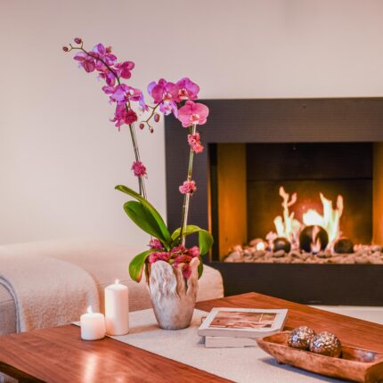 Rosy Glow Orchid - beverlyhillsflorist