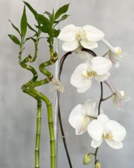 Golden Gate - beverlyhillsflorist