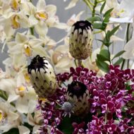 Orchid Bliss - beverlyhillsflorist