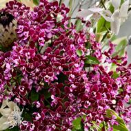 Orchid Bliss - beverlyhillsflorist