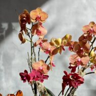 Falling Orchids - beverlyhillsflorist