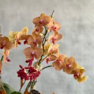 Falling Orchids - beverlyhillsflorist