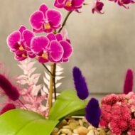 Sail away - beverlyhillsflorist