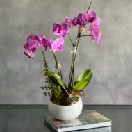 Purple Moon Orchids - beverlyhillsflorist
