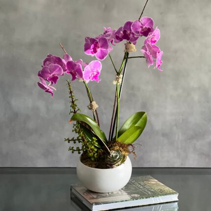Purple Moon Orchids - beverlyhillsflorist