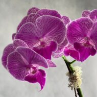 Purple Moon Orchids - beverlyhillsflorist