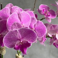 Purple Moon Orchids - beverlyhillsflorist