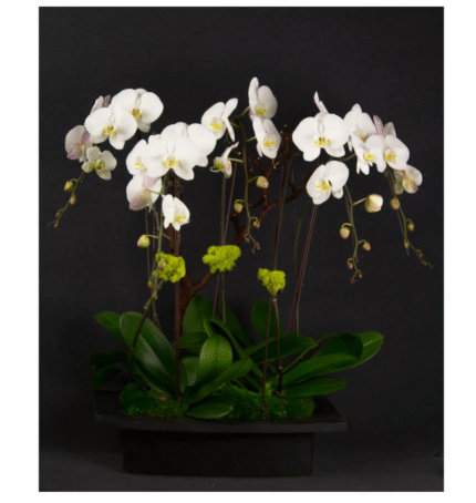 Moondance - beverlyhillsflorist