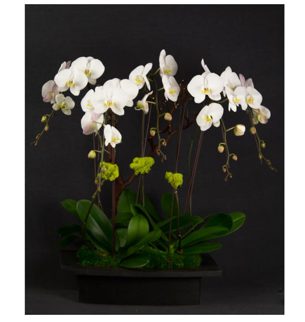 ScreenShot2020-07-08at6.50.48PM Moondance - beverlyhillsflorist