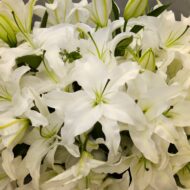 White Casablanca In A Vase - beverlyhillsflorist