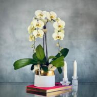 Soft Cream and Pink Orchids - beverlyhillsflorist