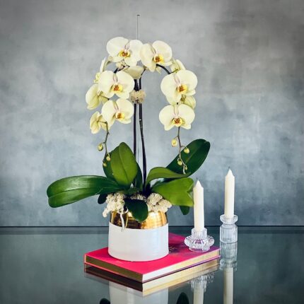 Soft Cream and Pink Orchids - beverlyhillsflorist