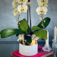 Soft Cream and Pink Orchids - beverlyhillsflorist