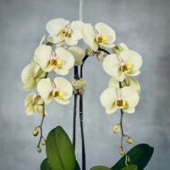 Soft Cream and Pink Orchids - beverlyhillsflorist