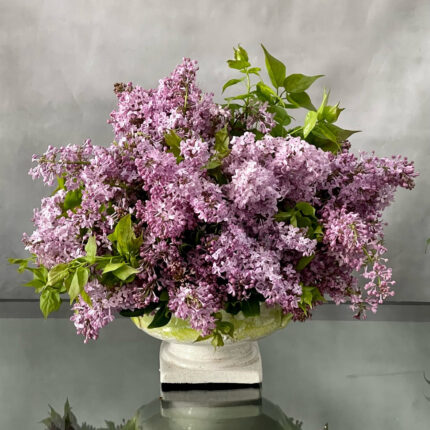Beverly Hills Florist presents to you a Full and bright floral piece for same day delivery! Beautiful, abundant and luscious mix of deep purple Lilacs that are approximately 14" round and are 1 Size that is shown. A masterpiece that is sure to leave you in a floral fantasy daze. Making it perfect for thinking of you, birthday and a welcome!