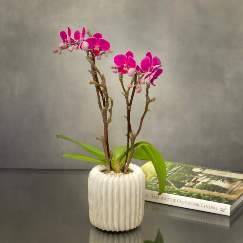 Mini Purple Delight - beverlyhillsflorist