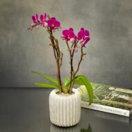 Mini Purple Delight - beverlyhillsflorist