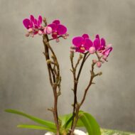 Mini Purple Delight - beverlyhillsflorist