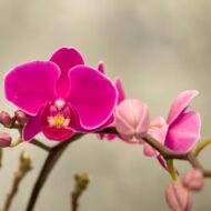 Mini Purple Delight - beverlyhillsflorist