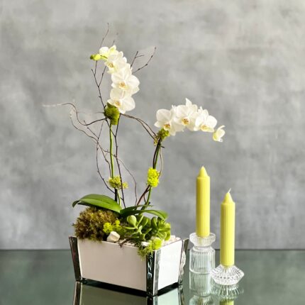 White Orchid Zen - beverlyhillsflorist