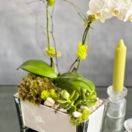 White Orchid Zen - beverlyhillsflorist
