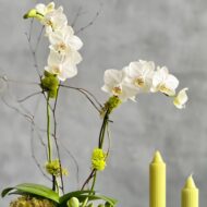 White Orchid Zen - beverlyhillsflorist