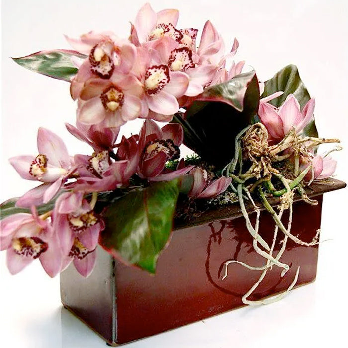 orchid_extravaganza Orchid Extravaganza - beverlyhillsflorist